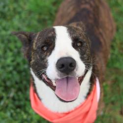 Shelter Stray Male Dog last seen Near BLOCK OF CATALINA PASS, San Antonio, TX 78227