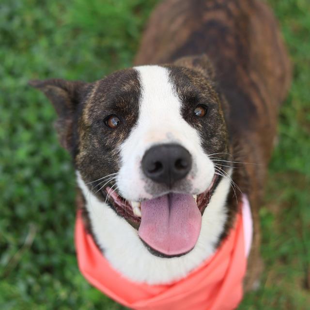 Shelter Stray Male Dog last seen Near BLOCK OF CATALINA PASS, San Antonio, TX 78227