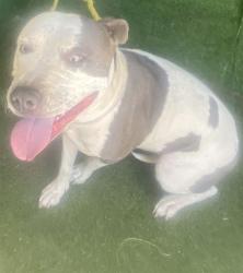 Shelter Stray Female Dog last seen , Quartz Hill, CA 93536