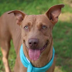 Shelter Stray Male Dog last seen Near BLOCK MENEFEE, San Antonio, TX 78227