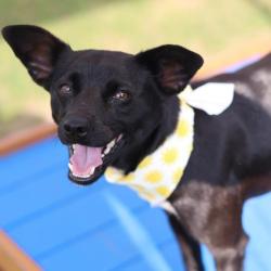Shelter Stray Female Dog last seen , San Antonio, TX 78227