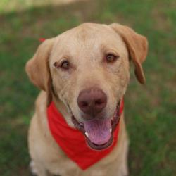Shelter Stray Male Dog last seen Near BLOCK SW MILITARY, San Antonio, TX 78227