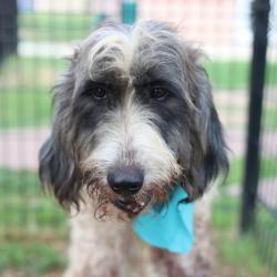 Shelter Stray Male Dog last seen Near BLOCK OF BLANCO, San Antonio, TX 78227