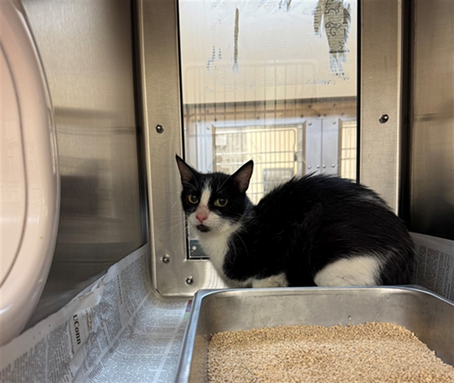 Shelter Stray Unknown Cat last seen Near BLOCK N BALTIMORE AVE, DERBY KS 67037, Wichita, KS 67219