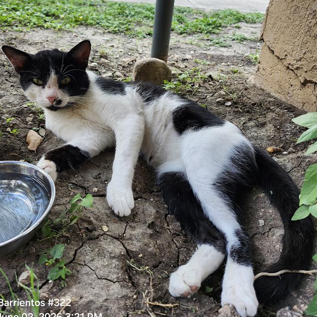 Shelter Stray Male Cat last seen Near BLOCK SE MILITARY DR APT 1605, San Antonio, TX 78227