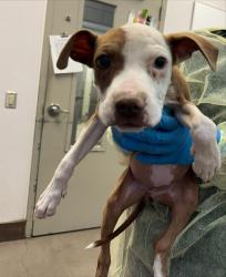 Shelter Stray Female Dog last seen , Tucson, AZ 85745