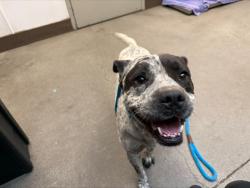 Shelter Stray Male Dog last seen , Tucson, AZ 85745