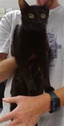 Shelter Stray Female Cat last seen Near BLOCK S SOONER RD OKC, Oklahoma City, OK 73129