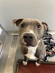 Shelter Stray Male Dog last seen Near , Indianapolis, IN 46221