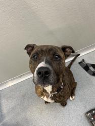 Shelter Stray Female Dog last seen Near , Indianapolis, IN 46221