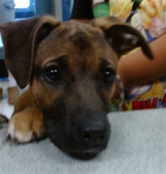 Shelter Stray Female Dog last seen , Oklahoma City, OK 73129