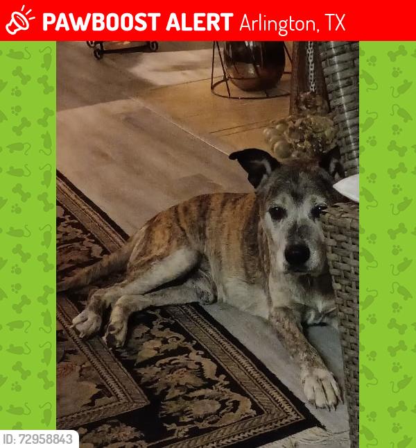 Lost Male Dog last seen Magnolia St., Arlington, TX 76012