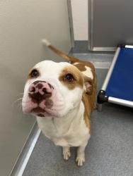Shelter Stray Male Dog last seen Near , Indianapolis, IN 46221