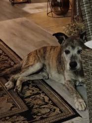 Lost Male Dog last seen Magnolia St., Arlington, TX 76012