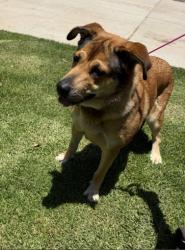 Shelter Stray Female Dog last seen ALTON PKWY/JEFFREY RD, Irvine, CA 92618