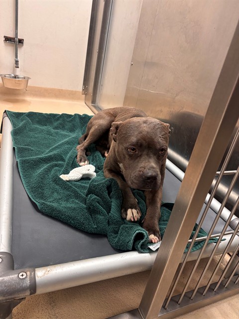 Shelter Stray Female Dog last seen SWITZER, Olivette, MO 63132