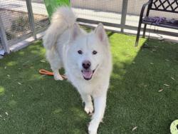 Shelter Stray Male Dog last seen , Los Angeles, CA 90047
