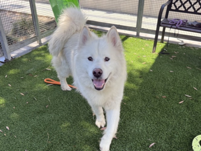 Shelter Stray Male Dog last seen , Los Angeles, CA 90047