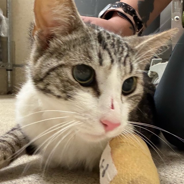 Shelter Stray Male Cat last seen Near BLOCK MONROE, Jurupa Valley, CA 92509