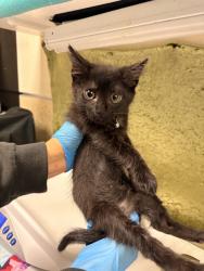 Shelter Stray Male Cat last seen Near BLOCK CONNING ST, Jurupa Valley, CA 92509