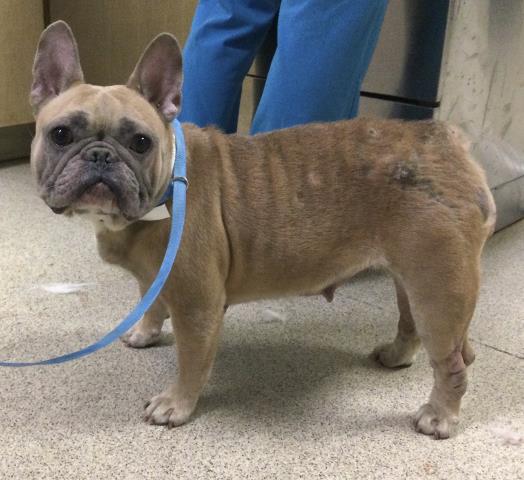 Shelter Stray Female Dog last seen Near BLOCK PEDLEY RD, JURUPA VALLEY CA 92509, Jurupa Valley, CA 92509
