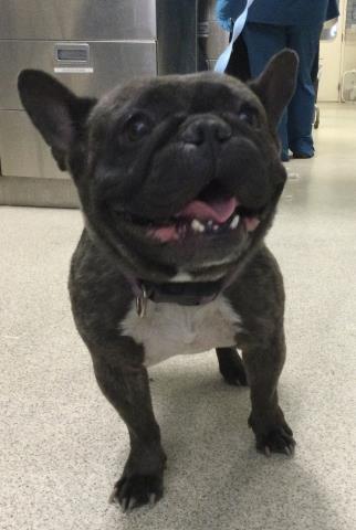 Shelter Stray Female Dog last seen GRAND TERRACE RD, GRAND TERRACE, CA, Jurupa Valley, CA 92509