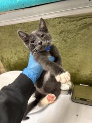Shelter Stray Male Cat last seen Near BLOCK GRAMERCY PL, RIVERSIDE CA 92505, Jurupa Valley, CA 92509