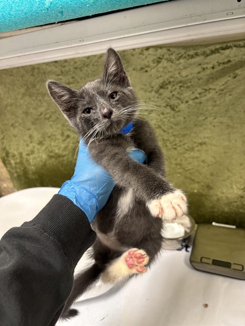 Shelter Stray Male Cat last seen Near BLOCK GRAMERCY PL, RIVERSIDE CA 92505, Jurupa Valley, CA 92509
