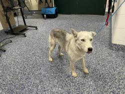 Shelter Stray Female Dog last seen Near BLOCK 70TH AVE, MECCA, CA, Thousand Palms, CA 92276