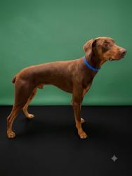Shelter Stray Male Dog last seen , Los Angeles, CA 90047