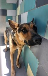 Shelter Stray Male Dog last seen Near BLOCK S SANTA FE ST SAN JACINTO CA 92583, San Jacinto, CA 92582