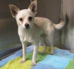 Shelter Stray Female Dog last seen , Los Angeles, CA 90047