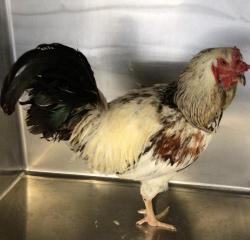 Shelter Stray Male Bird last seen Near BLOCK MECHITA CIR, SAN JACINTO, CA, San Jacinto, CA 92582