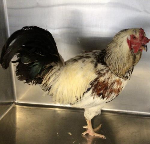 Shelter Stray Male Bird last seen Near BLOCK MECHITA CIR, SAN JACINTO, CA, San Jacinto, CA 92582