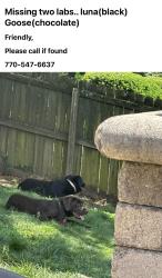 Reunited Female Dog last seen Beard Lake dr rome ga, Floyd County, GA 30161