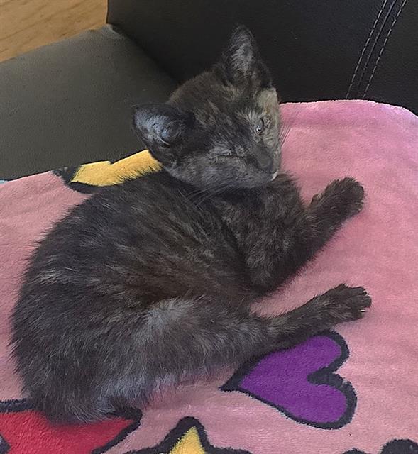 Shelter Stray Female Cat last seen NORCROSS DR & ARUNDEL WAY, Sacramento, CA 95818