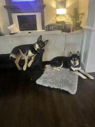 Reunited Male Dog last seen 143rd and Greenwood , Olathe, KS 66062
