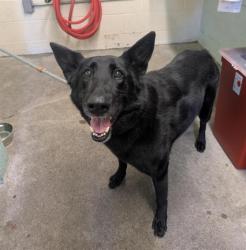 Shelter Stray Female Dog last seen SAN JUAN RD &  TRUXEL RD, Sacramento, CA 95818