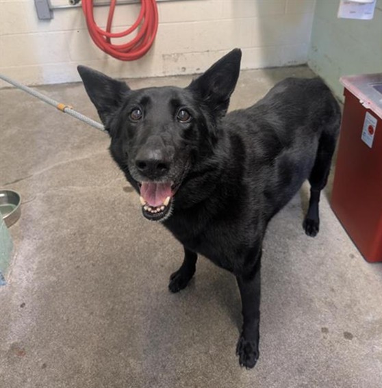 Shelter Stray Female Dog last seen SAN JUAN RD &  TRUXEL RD, Sacramento, CA 95818