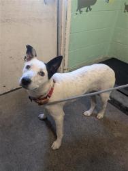 Shelter Stray Female Dog last seen O ST & 3RD ST, Sacramento, CA 95818