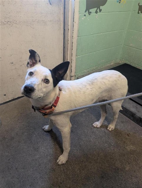 Shelter Stray Female Dog last seen O ST & 3RD ST, Sacramento, CA 95818
