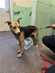 Shelter Stray Female Dog last seen RAMONA AVE & CUCAMONGA AVE, Sacramento, CA 95818