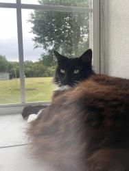 Lost Female Cat last seen Super García, Bowling alley , Cleburne, TX 76033