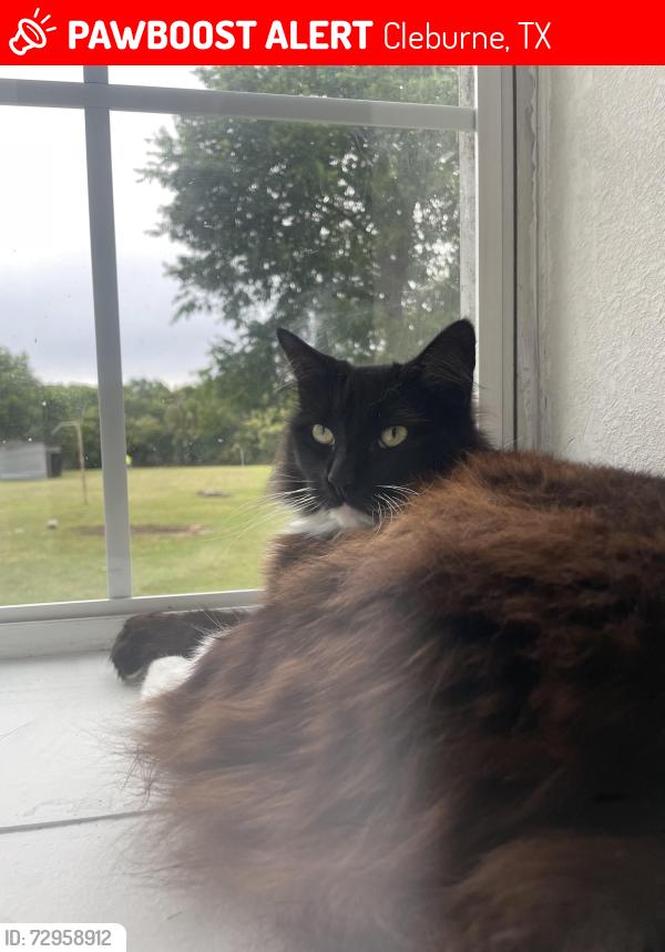 Lost Female Cat last seen Super García, Bowling alley , Cleburne, TX 76033