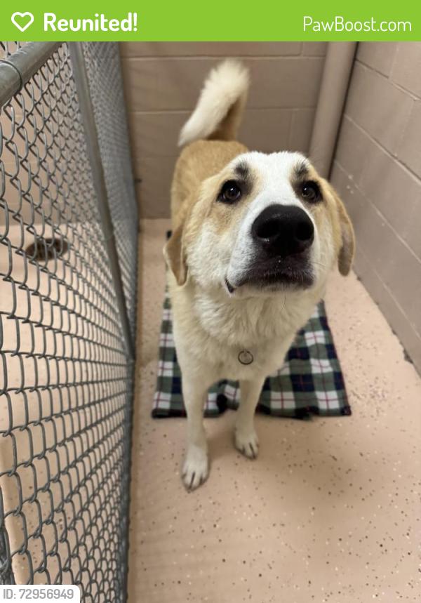 Reunited Male Dog last seen Country Lane Woods subdivision, Manchester, MO 63011