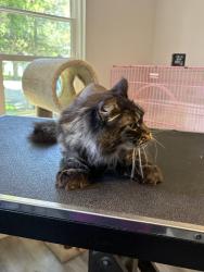 Lost Female Cat last seen Oak street and 113, Collegeville, PA 19426