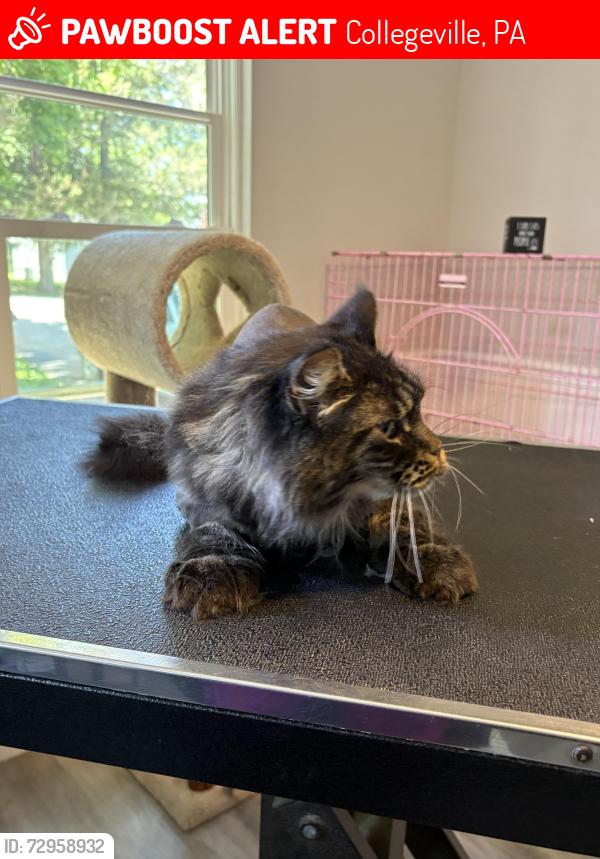Lost Female Cat last seen Oak street and 113, Collegeville, PA 19426