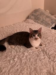 Lost Male Cat last seen Oakdale Neighborhood , Peachtree City, GA 30269