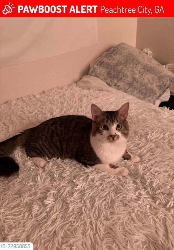 Lost Male Cat last seen Oakdale Neighborhood , Peachtree City, GA 30269