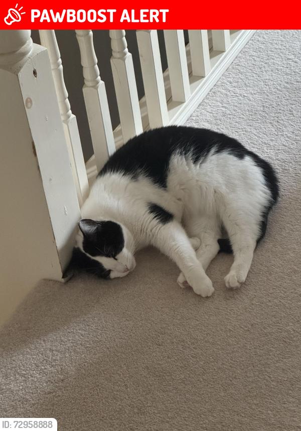 Lost Female Cat last seen Thursday street, Swindon, England SN25 1SR